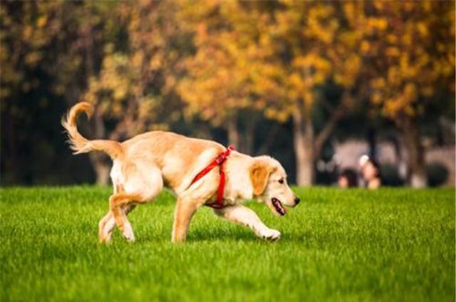 宠物类型指南金毛寻回猎犬——“英系”与“美系”的区别