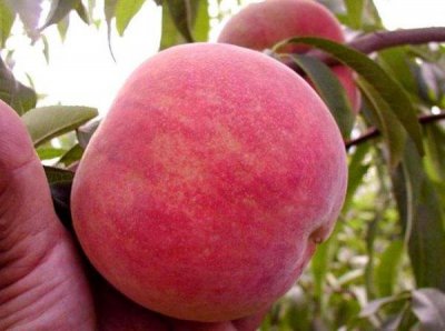 ​世界上最大的桃子有多