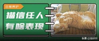 ​猫咪不吃饭没精神尿黄