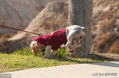 ​宠物鱼油可以加热吗？宠物鱼油外面的胶囊可以吃吗？