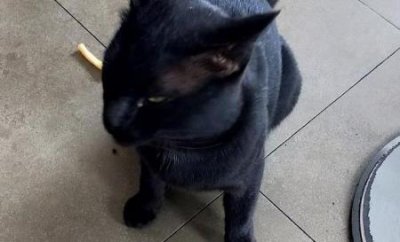 ​猫咪可以吃西瓜吗？2个月猫咪可以吃西瓜吗？