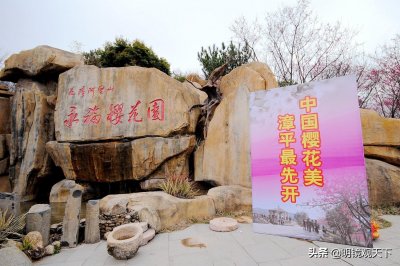 ​中国最美樱花圣地，福建漳平永福樱花园