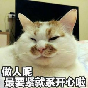 ​吸猫成瘾，英语里和“cat”有关的表达有哪些？