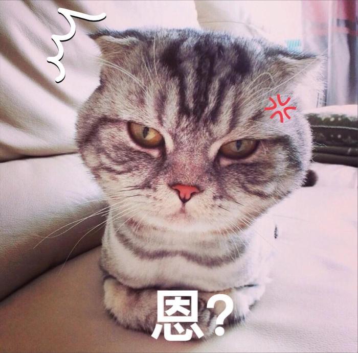 吸猫成瘾，英语里和“cat”有关的表达有哪些？