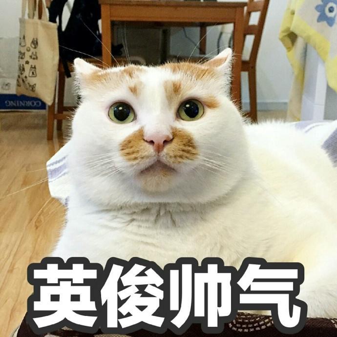 吸猫成瘾，英语里和“cat”有关的表达有哪些？