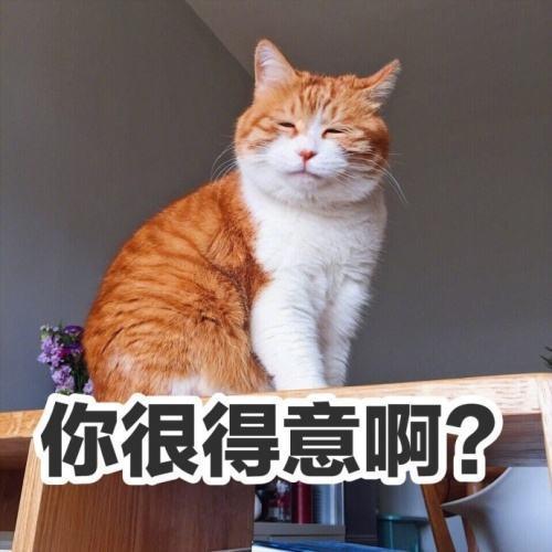 吸猫成瘾，英语里和“cat”有关的表达有哪些？