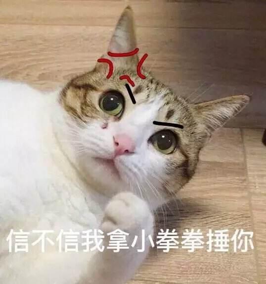 吸猫成瘾，英语里和“cat”有关的表达有哪些？