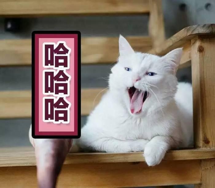 吸猫成瘾，英语里和“cat”有关的表达有哪些？