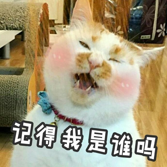 吸猫成瘾，英语里和“cat”有关的表达有哪些？