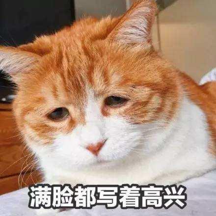 吸猫成瘾，英语里和“cat”有关的表达有哪些？