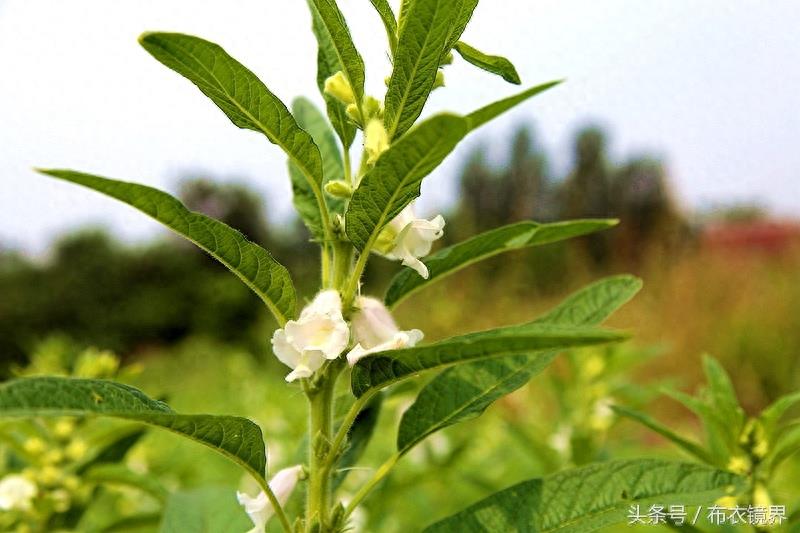 谚语“芝麻开花节节高”，是这么个意思